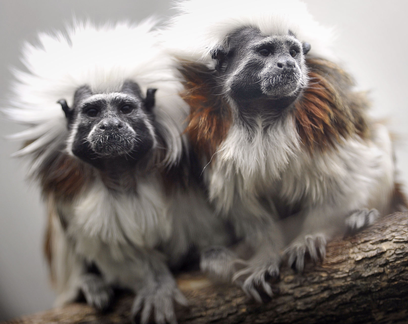 Cotton-top tamarins